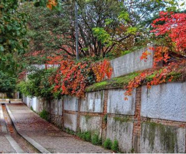 calle yedras